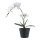 Orchidea műnövény 49 cm