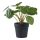 Pilea műnövény 28 cm