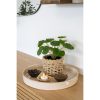 Pilea műnövény 28 cm