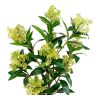 Skimmia fa műnövény 75 cm