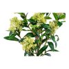 Skimmia fa műnövény 75 cm