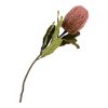 Protea művirág csokor 74 cm