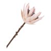Protea művirág csokor 65 cm