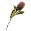 Protea művirág csokor 65 cm