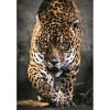 Walk of the Jaguar 1000 db-os puzzle Clementoni